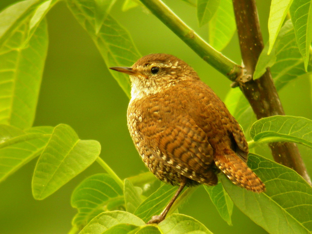 Altzako Naturaren II. Astea (2014)
