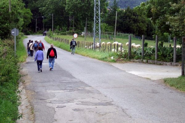 20140522-011-vuelta-por-txoritokieta-55-regresando-a-altza-rebano-de-ovejas-junto-al-caserio-alano-asttigarraga1 20140522-011-vuelta-por-txoritokieta-55-regresando-a-altza-rebano-de-ovejas-junto-al-caserio-alano-asttigarraga1